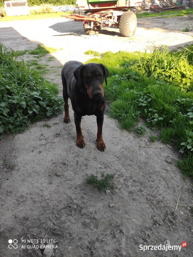 Doberman szczenieta Książ Wielki