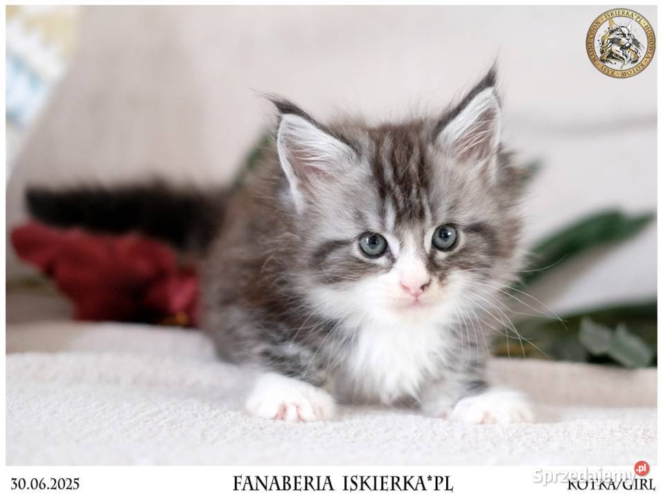 Srebrzysta kotka o pięknym kontraście maine coon Warszawa