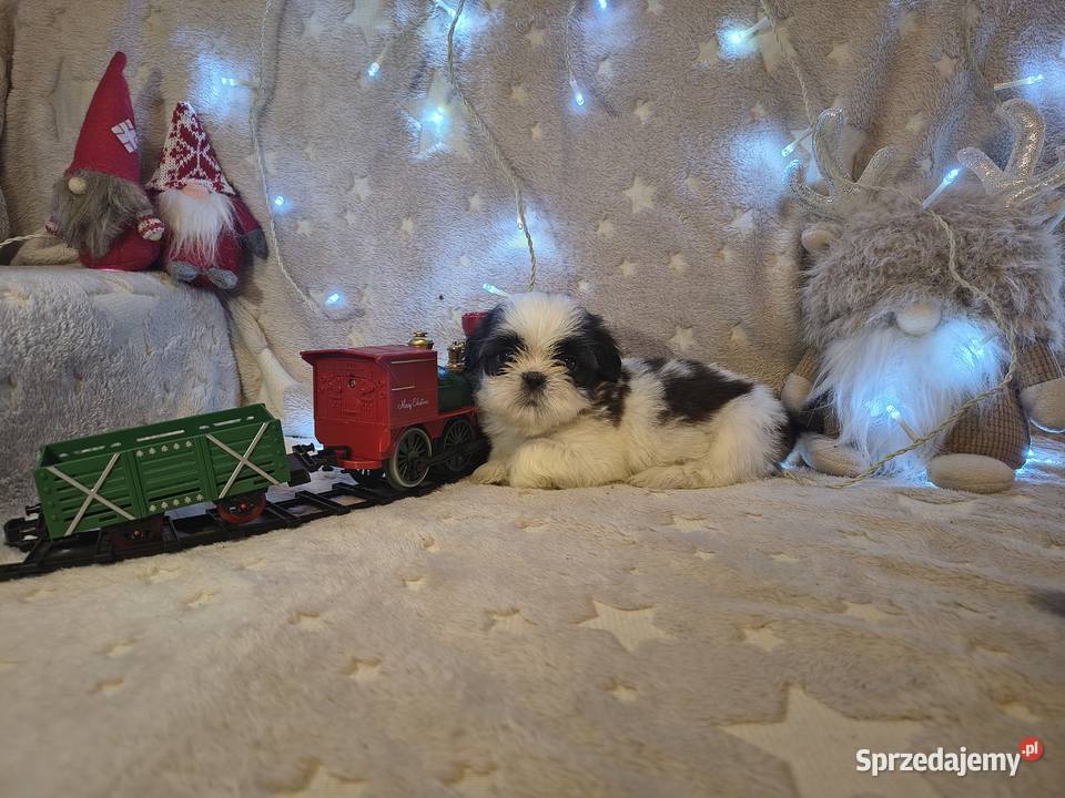 Pikne szczenięta shih Nowa Jastrząbka