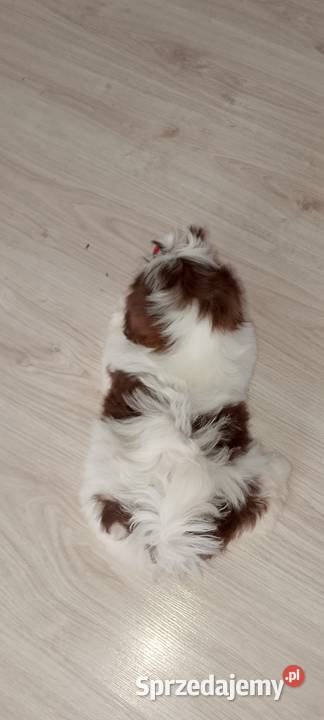 Biało czekoladowa suczka rasy ShihTzu wielkopolskie Kępno