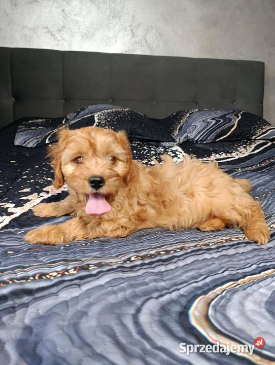 Piesek Cavapoo Pozostałe świętokrzyskie Szczaworyż