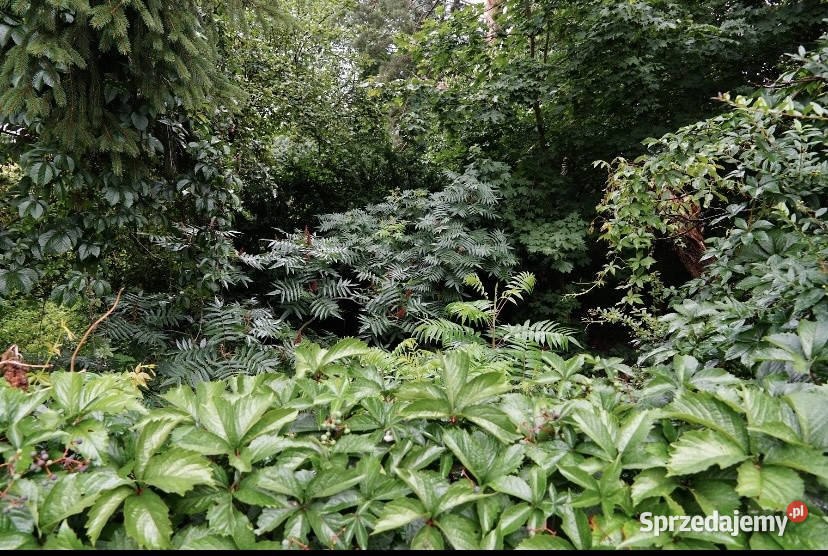 Działka Przeźmierowo Sadowa gm Tarnowo Podgórne 697zł/m2 Sprzedaż wielkopolskie