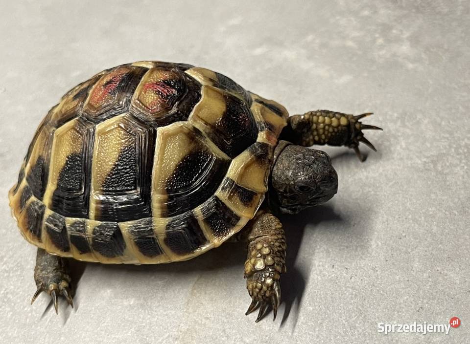 Żółw lądowy terrarium wyposażenie transport Łódź