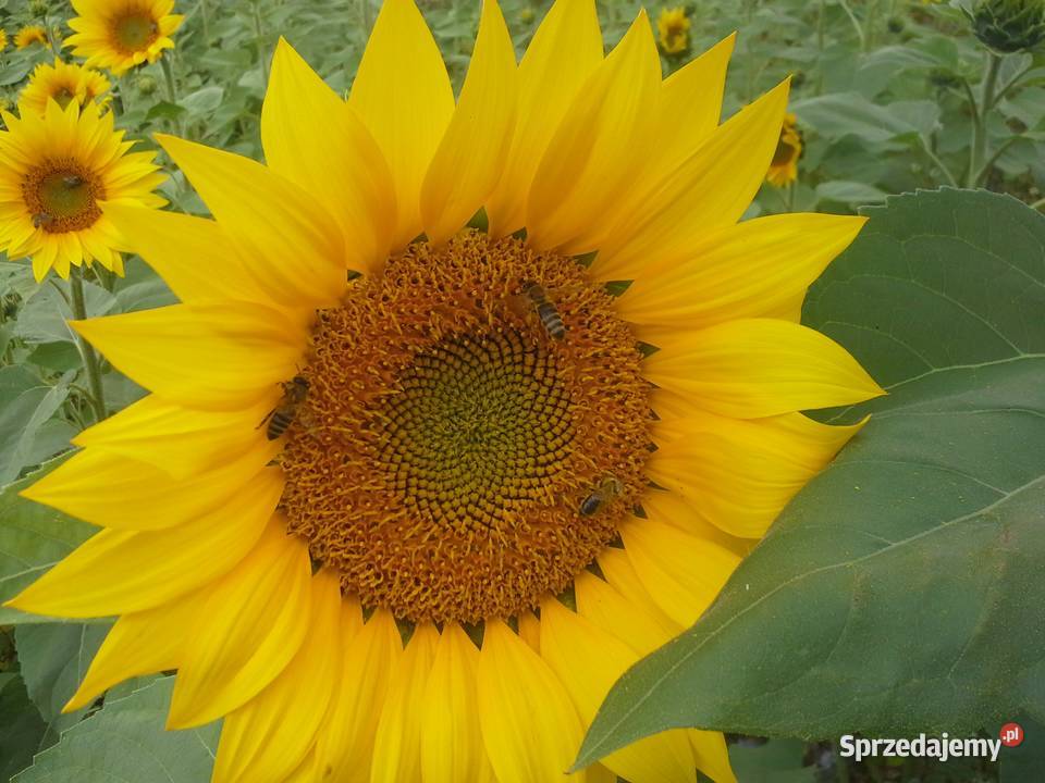 Rodzina pszczela na ramce Dadant Skała