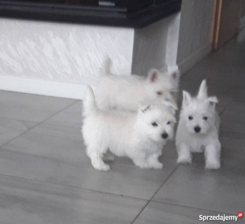 West Highland White Terrier West Highland White Terrier wielkopolskie Mszczyczyn