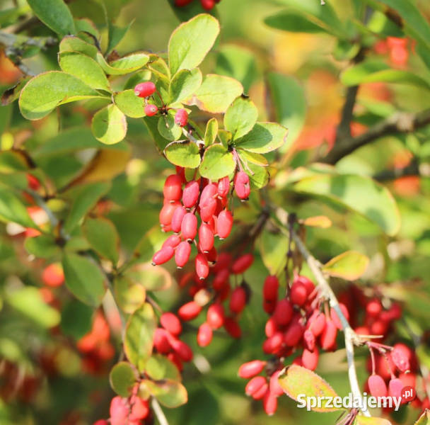 BERBERYS POSPOLITY Berberis vulgaris NASIONA 600