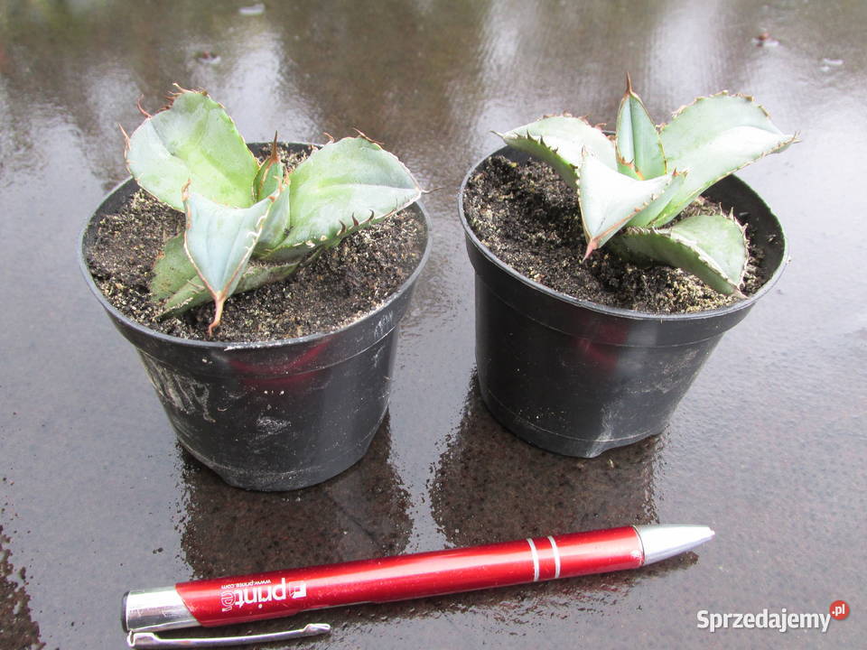 Agave titanota agawa tytanowa sadzonki