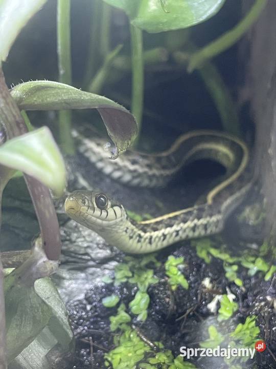 Wąż Pończosznik Gady i płazy Gostkowo