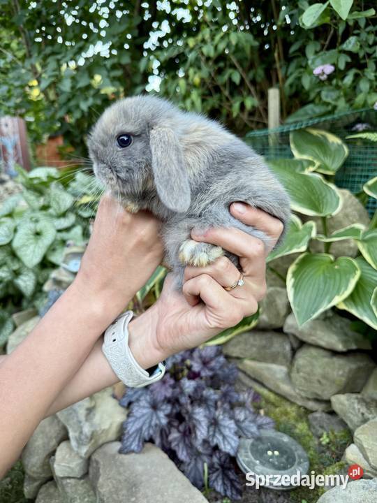 Mini Lop Króliki Miniaturowe Baranki