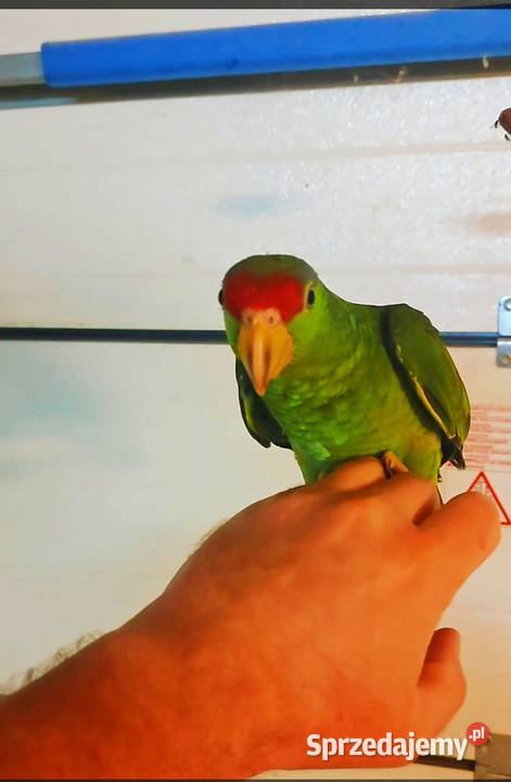 Amazonka Krasnogłowa Viridigenalis ręcznie Kraków