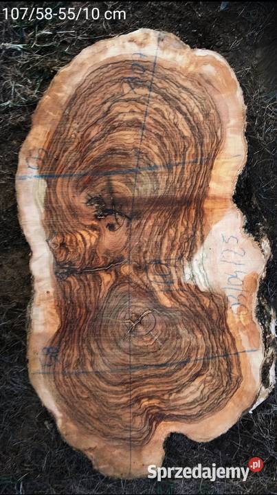 Oliwka europejska deskiplastrybale podkarpackie Mielec