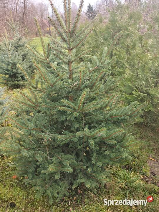 Choinki świąteczne świerk srebrny Ryki