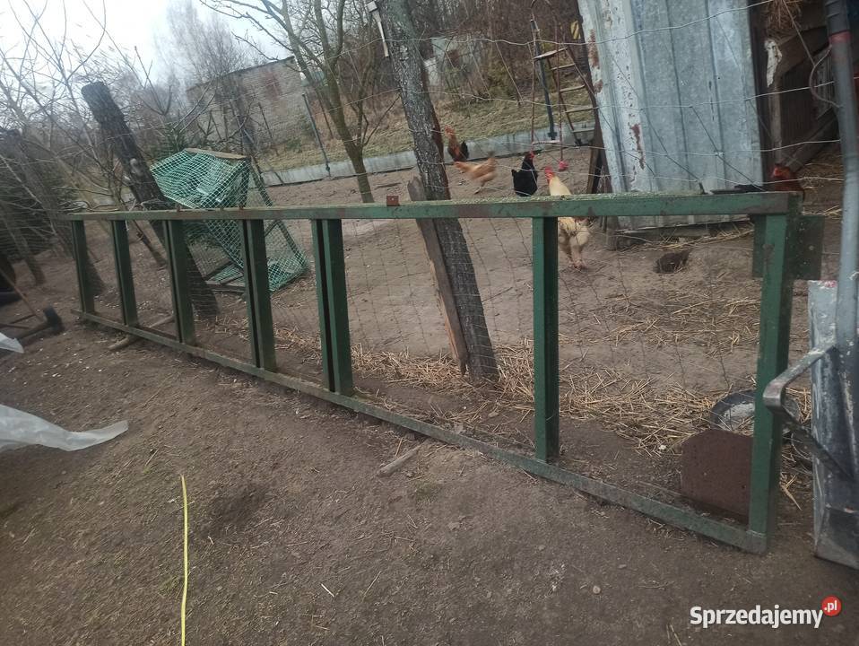 Trak taśmowy Drozdowski trm800 Chełm