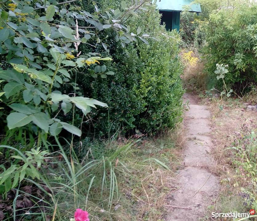 Ogródek działkowy Ostrowiec Świętokrzyski 5zł/m2 Nieruchomości świętokrzyskie