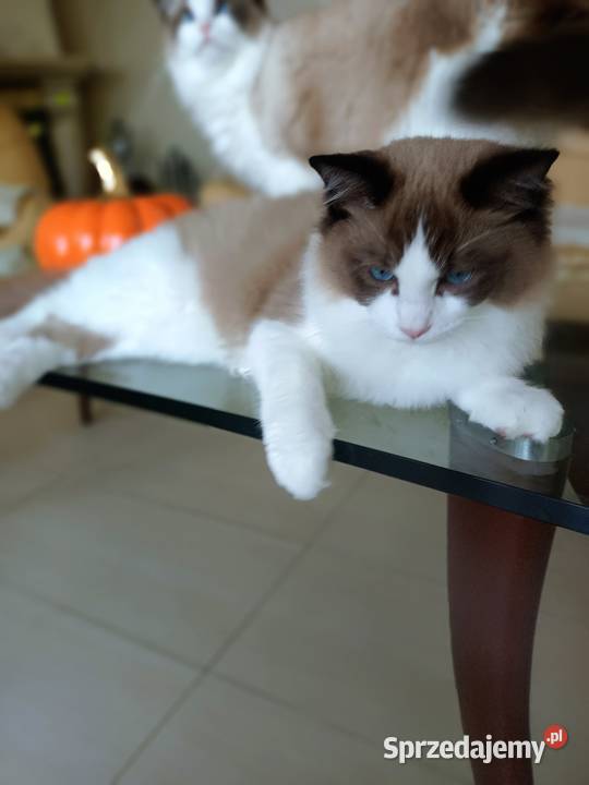 Kocięta Kocurek Ragdoll FPL dostępny Stopnica