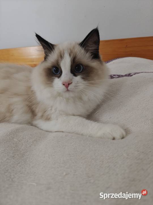Kocięta Ragdoll towarzyskie hodowla 12 lat Lublin
