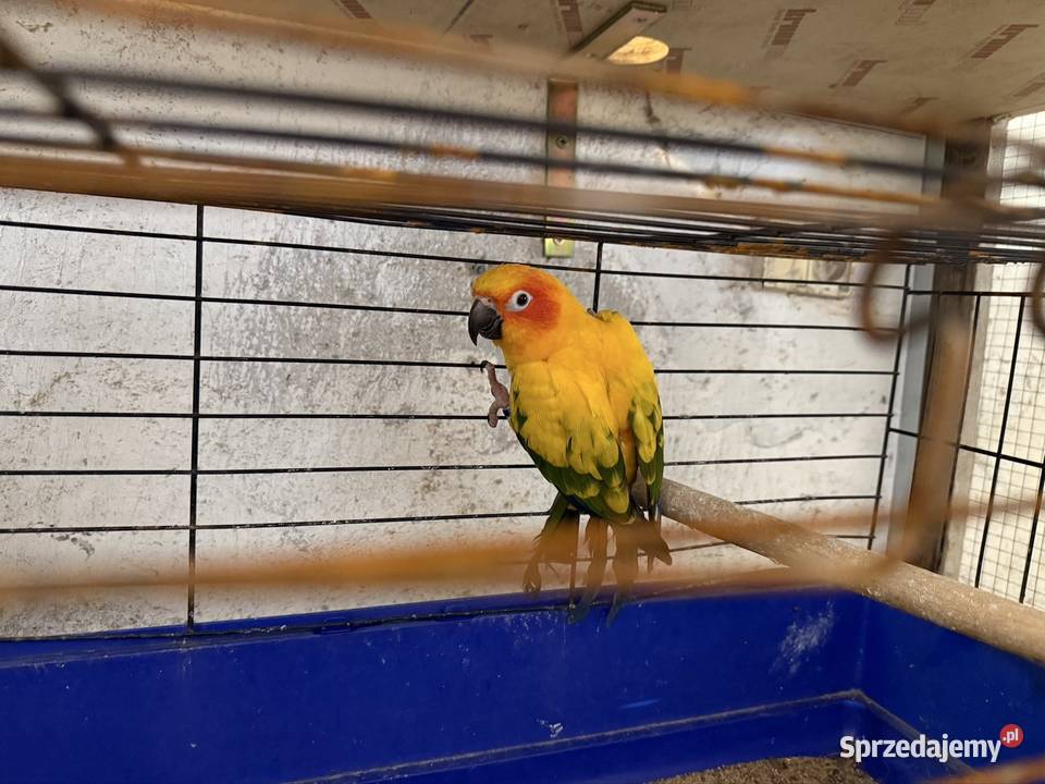 Konura słoneczna samica 3 letnia Ośno Drugie