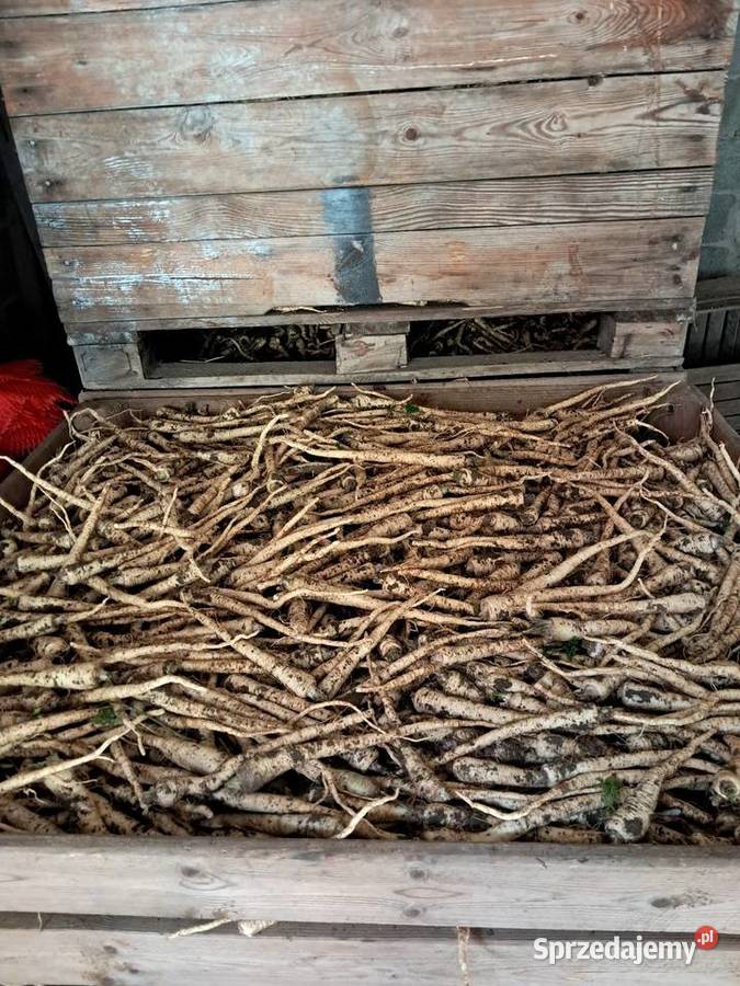 Pietruszka drobna świętokrzyskie Pińczów