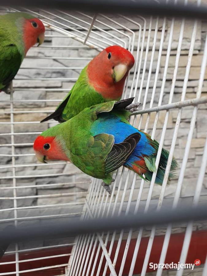 Sprzedam papugi nierozłączki czerwonoczelne Zwierzęta Żabno