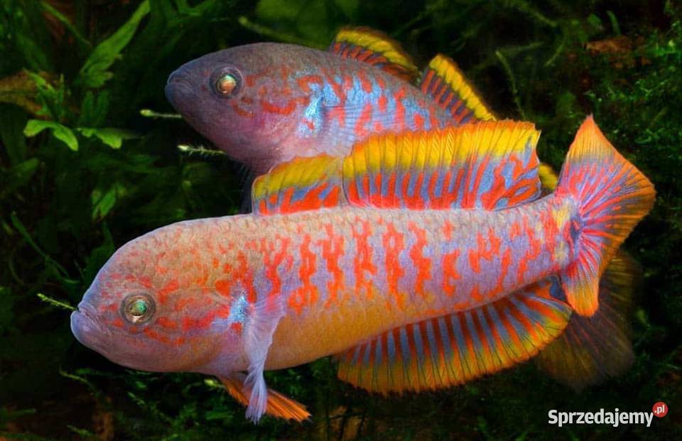 Głowaczyk barwny Tateurndina Ocellicauda Ryby Gdańsk