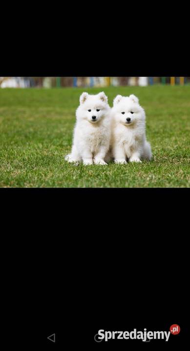 Sprzedam cudownego szczeniaka rasy Samojed 2