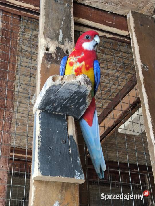 młode białolice mazowieckie Stare Babice sprzedam