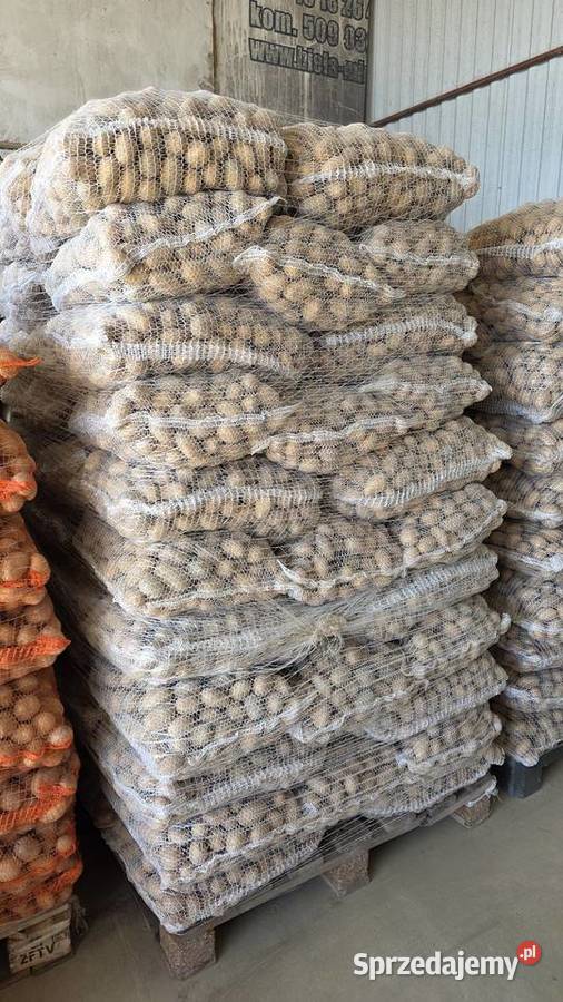 Ziemniaki Sadzeniaki Soraya Queen Anna