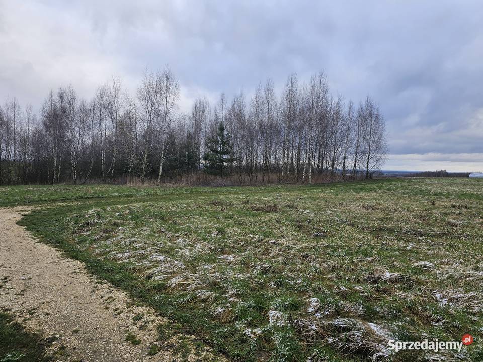 Syndyk sprzeda nieruchomość gruntową Syndyk sprzeda Podlasek