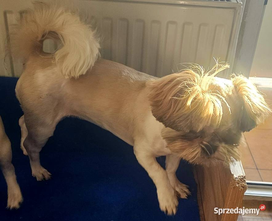 Shih Tzu śliczna tri color Wszystkie szczepienia śląskie Częstochowa sprzedam