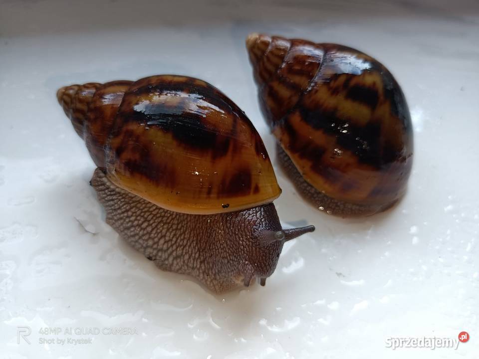 Ślimaki Afrykanskie Achatina Achatina Tiger f3 Jaworzno