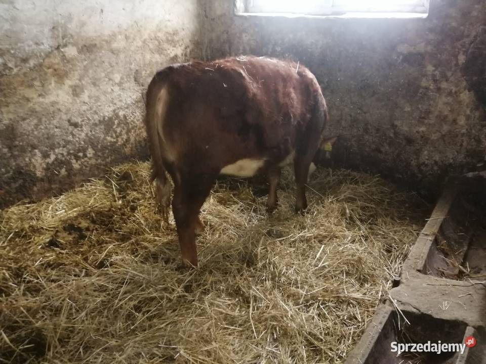 Sprzedam Odsadki 2 Jałówki Mięsne Cielęta Mięsne Czaryż