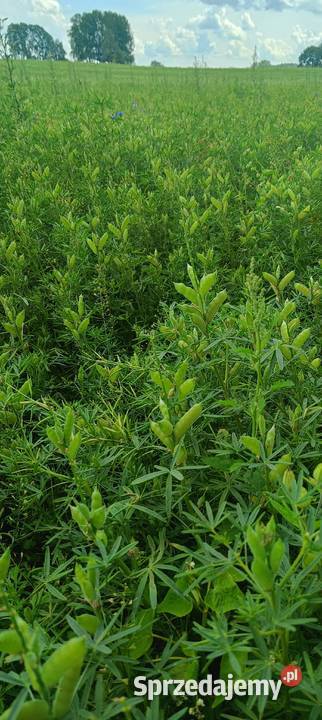 Łubin wąskolistny Węgorzewo sprzedam