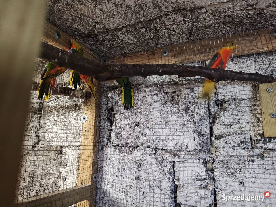 Łąkowki Turkusowe Piotrków Kujawski sprzedam