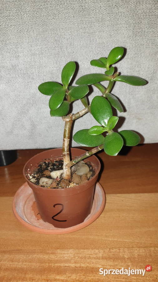 Grubosz crassula drzewko szczęścia 2 Warszawa