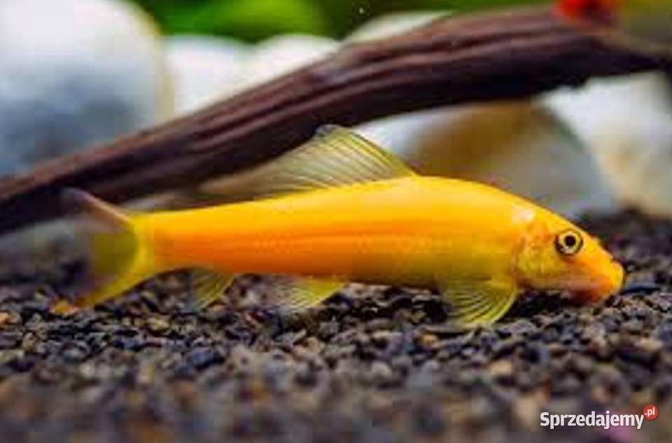 Glonojad syjamski odmiana ZŁOTA Gyrinocheilus Gdańsk