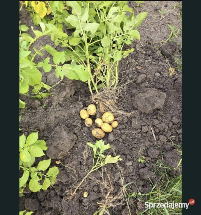 Ogródek dzialkowy Wrocław