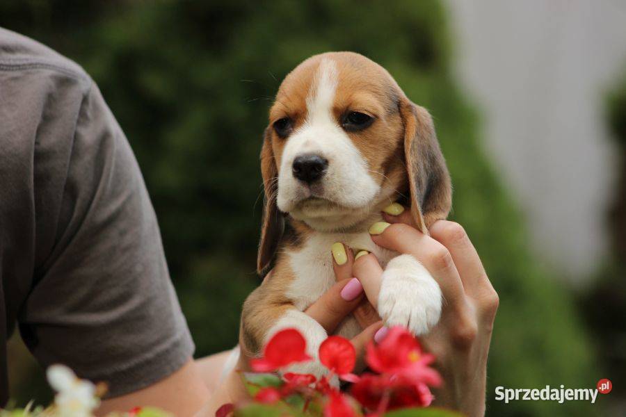 Beagle szczeniaczki ZKwP FCI Championach
