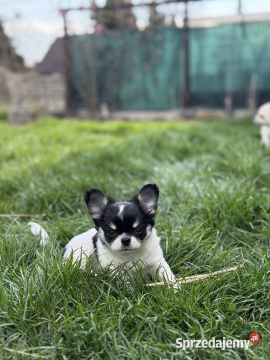 Chihuahua długowłosa ZKwP FCI śląskie Mysłowice