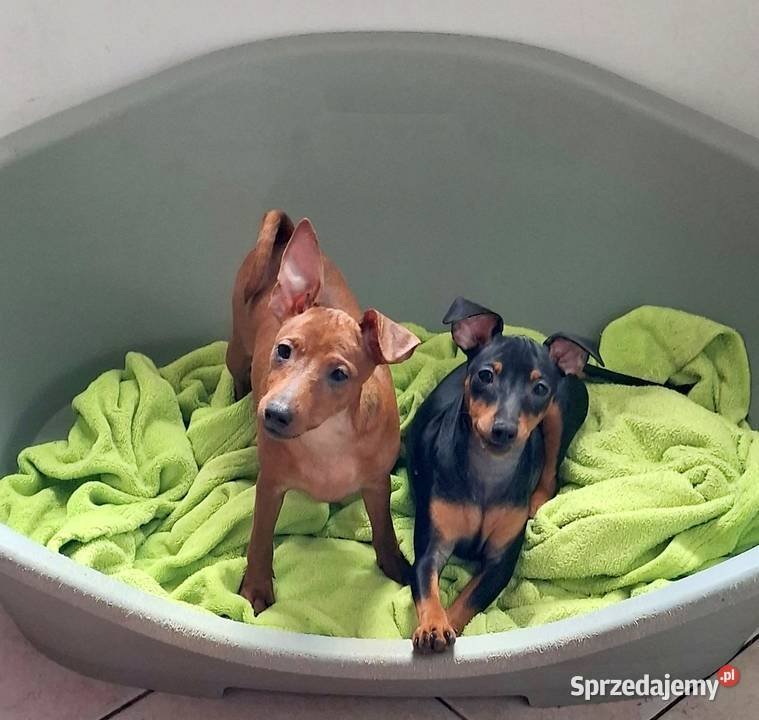 Pinczer pinczery pinczerki miniaturowe z Chojnice
