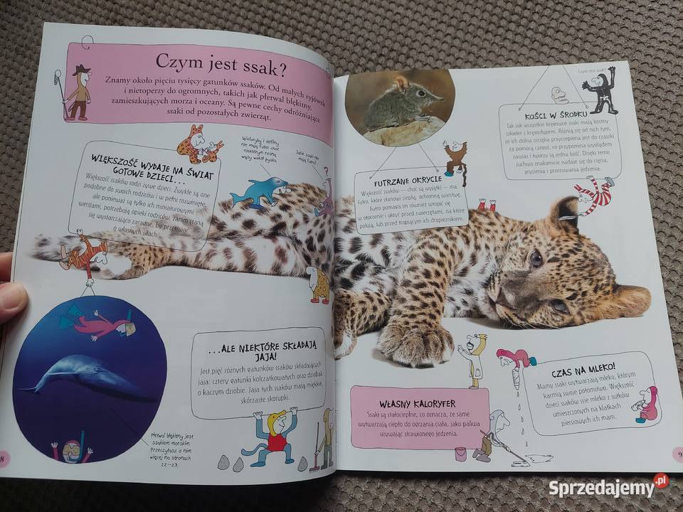 National Geographic Małe Mózgofalki poznają Kraków