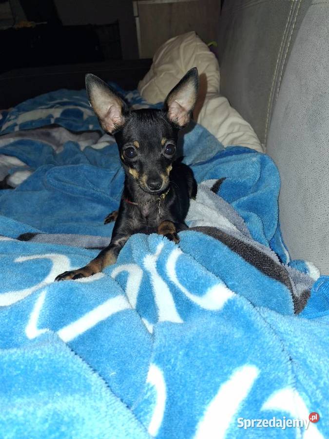 Sunia lola pinczer miniaturowy Jasło sprzedam