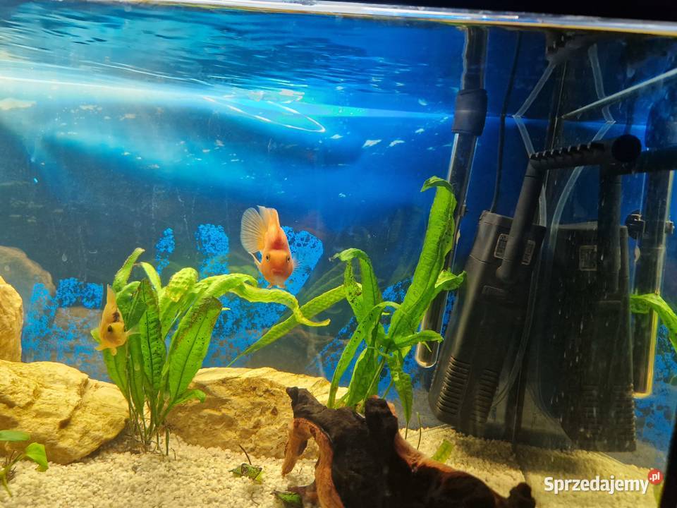 PIELĘGNICE PAPUZIE Ryby Toruń sprzedam