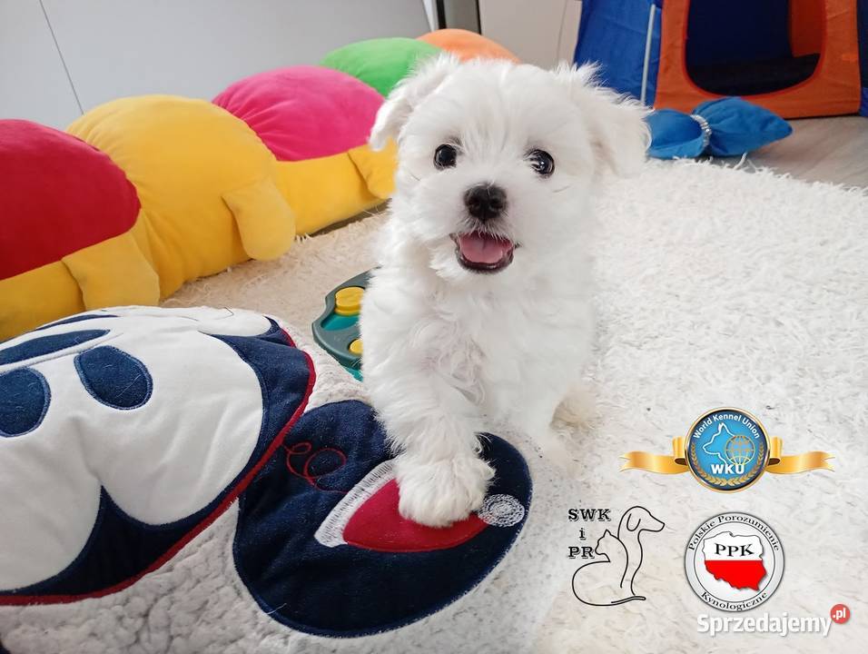 Maltańczyk szczenię piesek