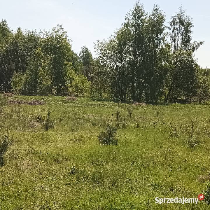sprzedam działkę budowlaną w Międzyborowie 306zł/m2 Międzyborów