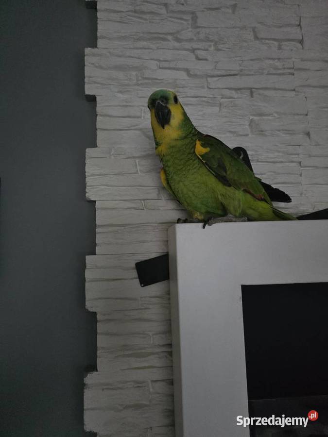 Amazonka niebieskoczelna Meszna