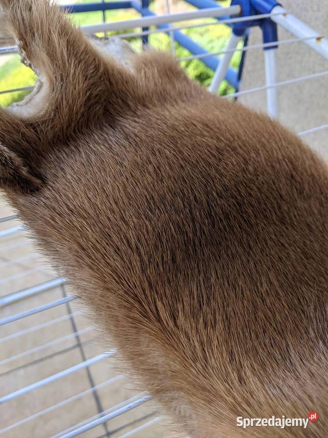 czapka futrzana futro naturalne lis piżmak TANIO Warszawa sprzedam