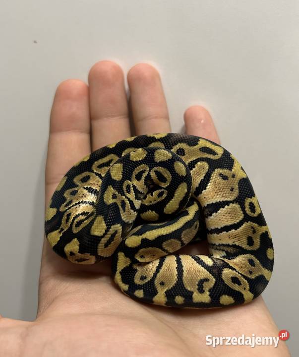 Pyton Królewski Pastel Samiec Gniezno