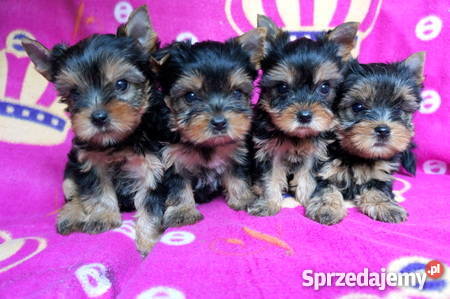 York Yorki Yorkshire Terrier FCI ZKwP suczki i p sprzedam