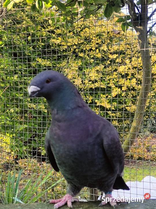 Gołębie ozdobne Show Racery Polkowice