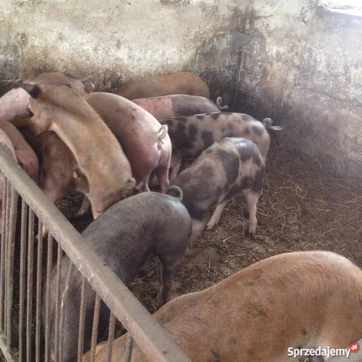 Sprzedam świnie Wojcieszków